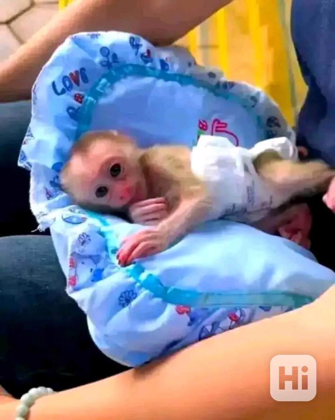  Energické milé kapucínské mládě - foto 1