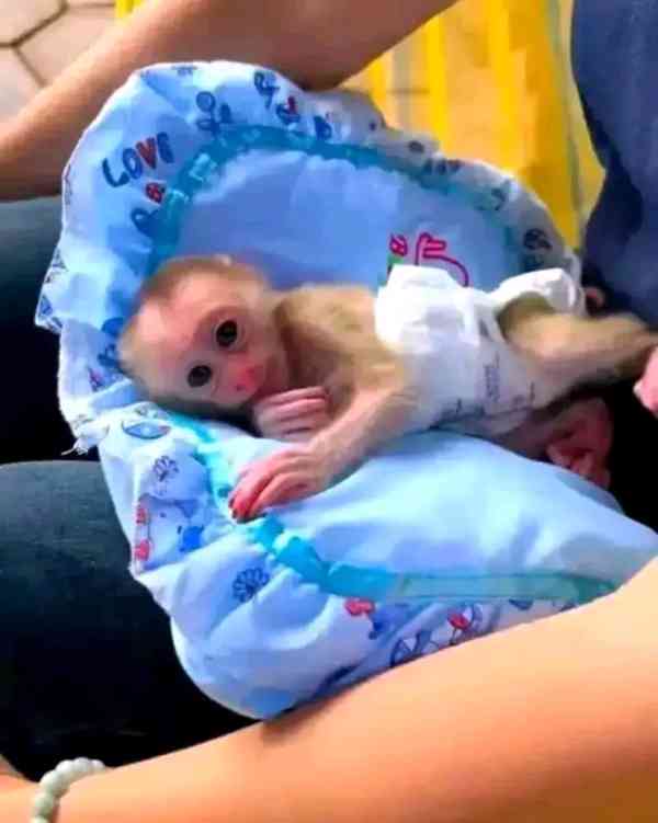  Energické milé kapucínské mládě - foto 1