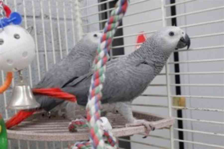 Zdraví a krásní samci a samice papoušků šedých Afriky na pro