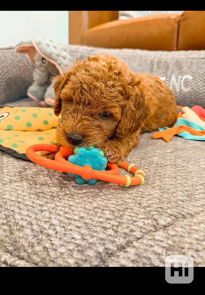 Puppies up for rehoming and owner  - foto 1