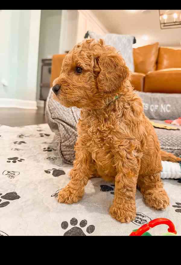 Puppies up for rehoming and owner  - foto 2