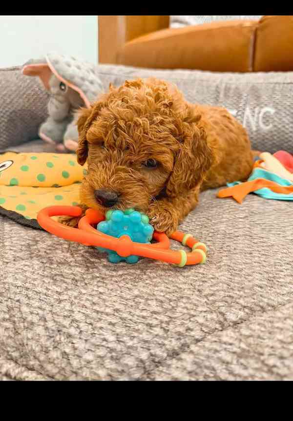 Puppies up for rehoming and owner  - foto 1