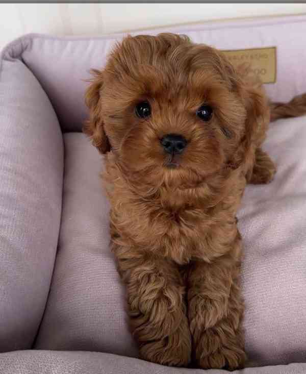 Puppies up for rehoming and owner  - foto 7