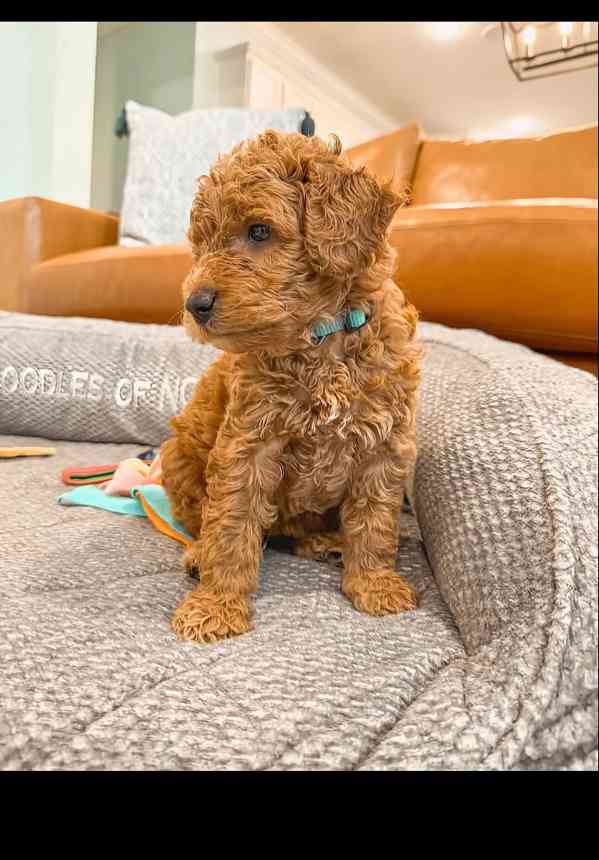 Puppies up for rehoming and owner  - foto 3