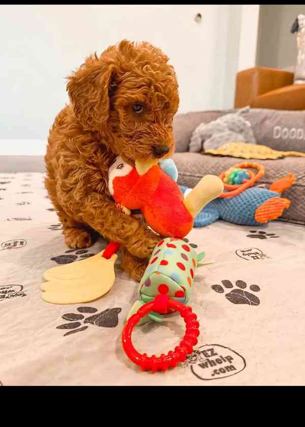 Puppies up for rehoming and owner  - foto 4