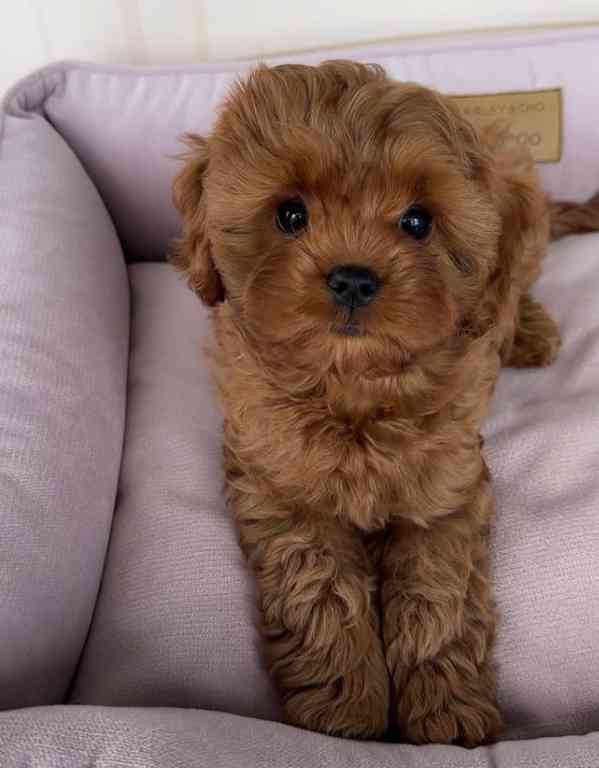 Puppies up for rehoming and owner  - foto 6