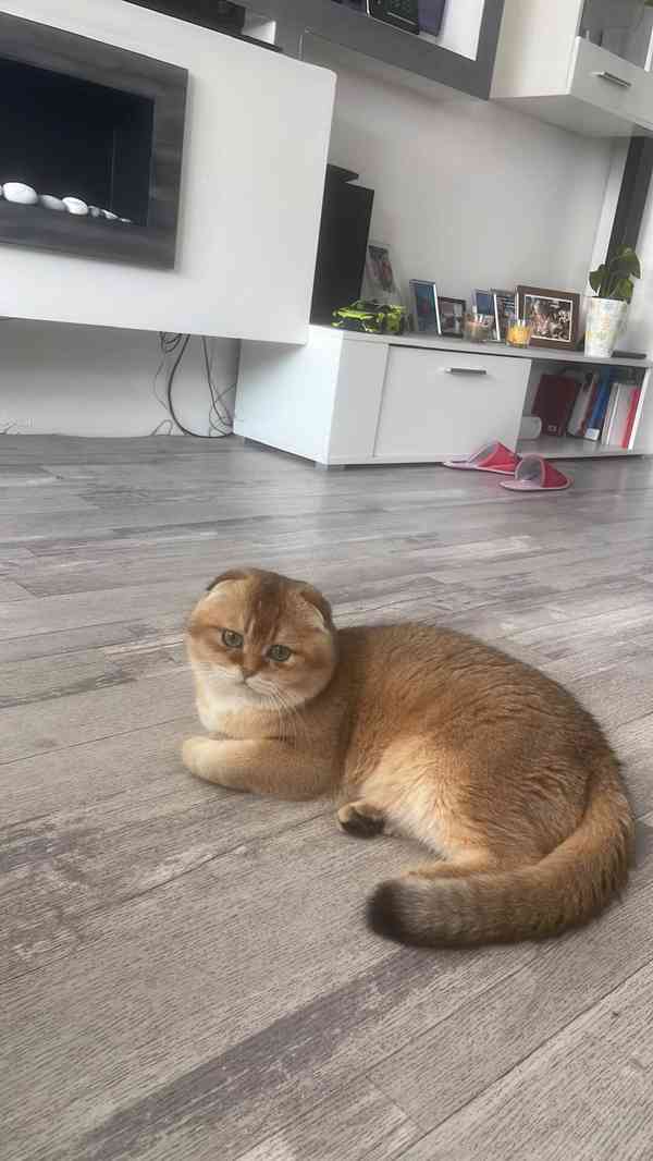 Skotská koťátka  - foto 7