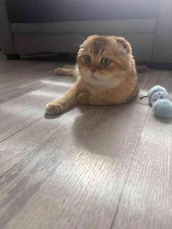 Skotská koťátka  - foto 6