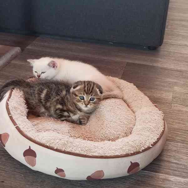 Skotská koťátka  - foto 2