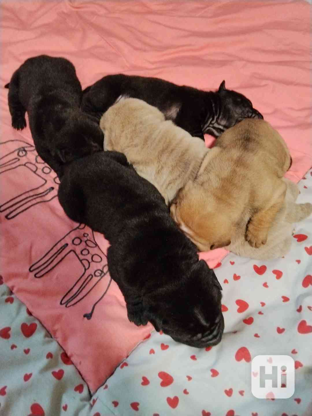 Shar-pei, šarpej - štěňátka s PP - foto 1