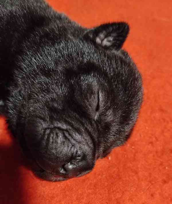 Shar-pei, šarpej - štěňátka s PP - foto 3