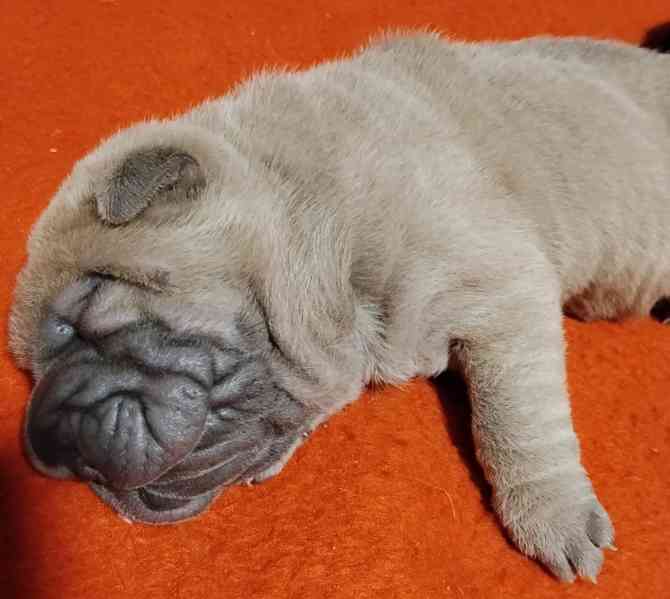 Shar-pei, šarpej - štěňátka s PP - foto 2