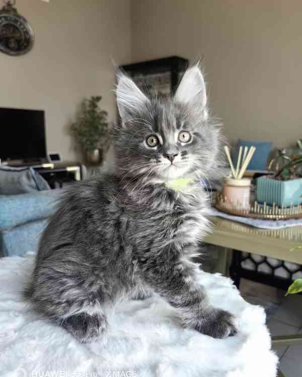 Roztomilé kotě Maine Coon na prodej - foto 2