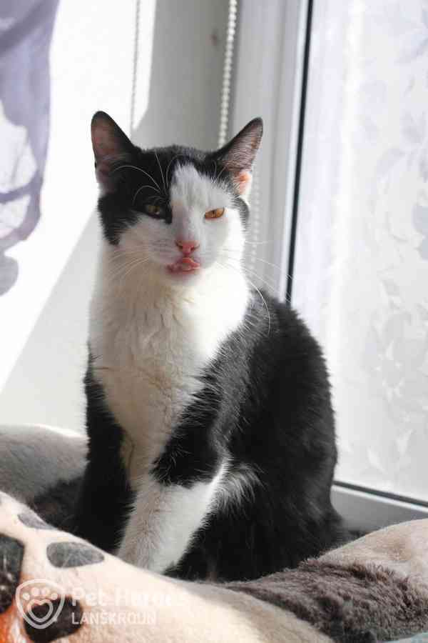 Maverick ❤ citlivý krasavec ❤ kocourek k adopci - foto 3