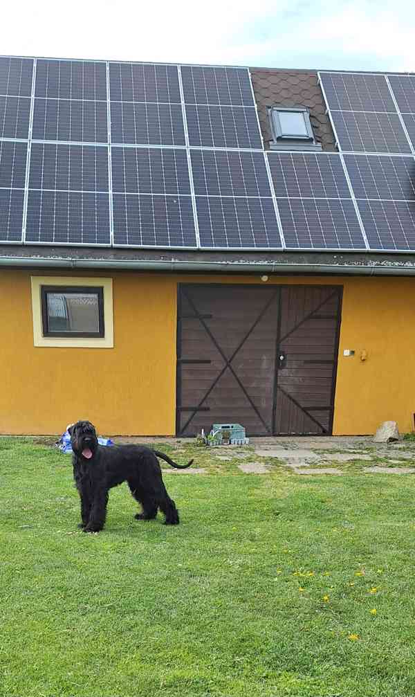 Knírač velký černý štěňata s PP - foto 3