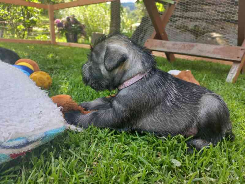 Knírač střední pepř a sůl - foto 12