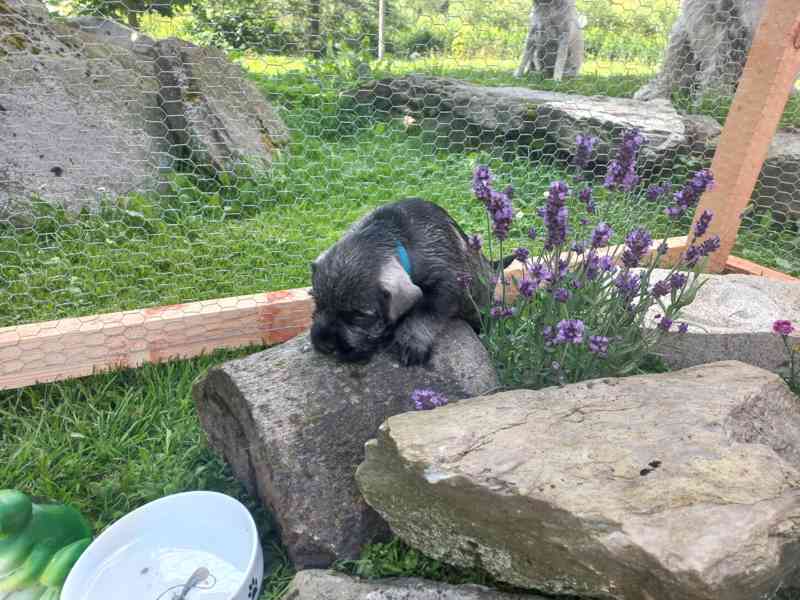 Knírač střední pepř a sůl - foto 8