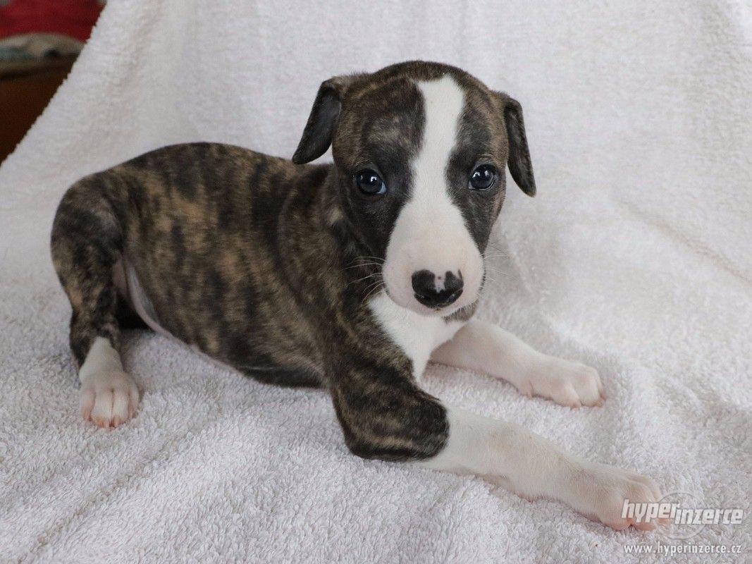 Zadáme štěně vipeta - foto 1