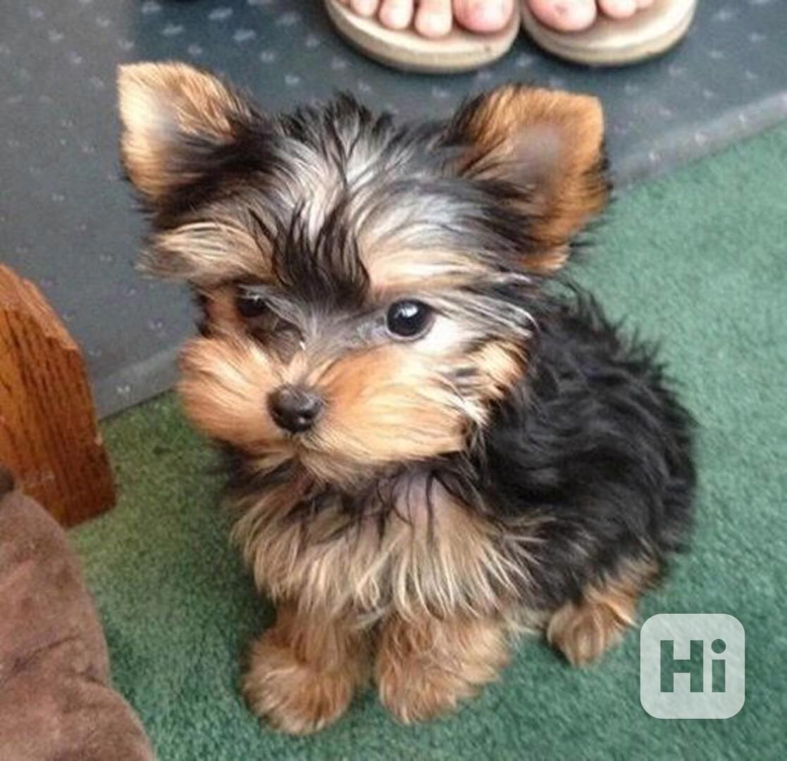 Vycvičená štěňata Yorkshire teriéra k adopci - foto 1
