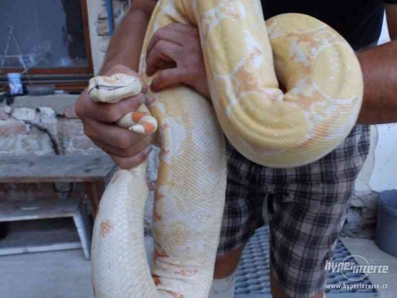hroznyse albino - foto 1