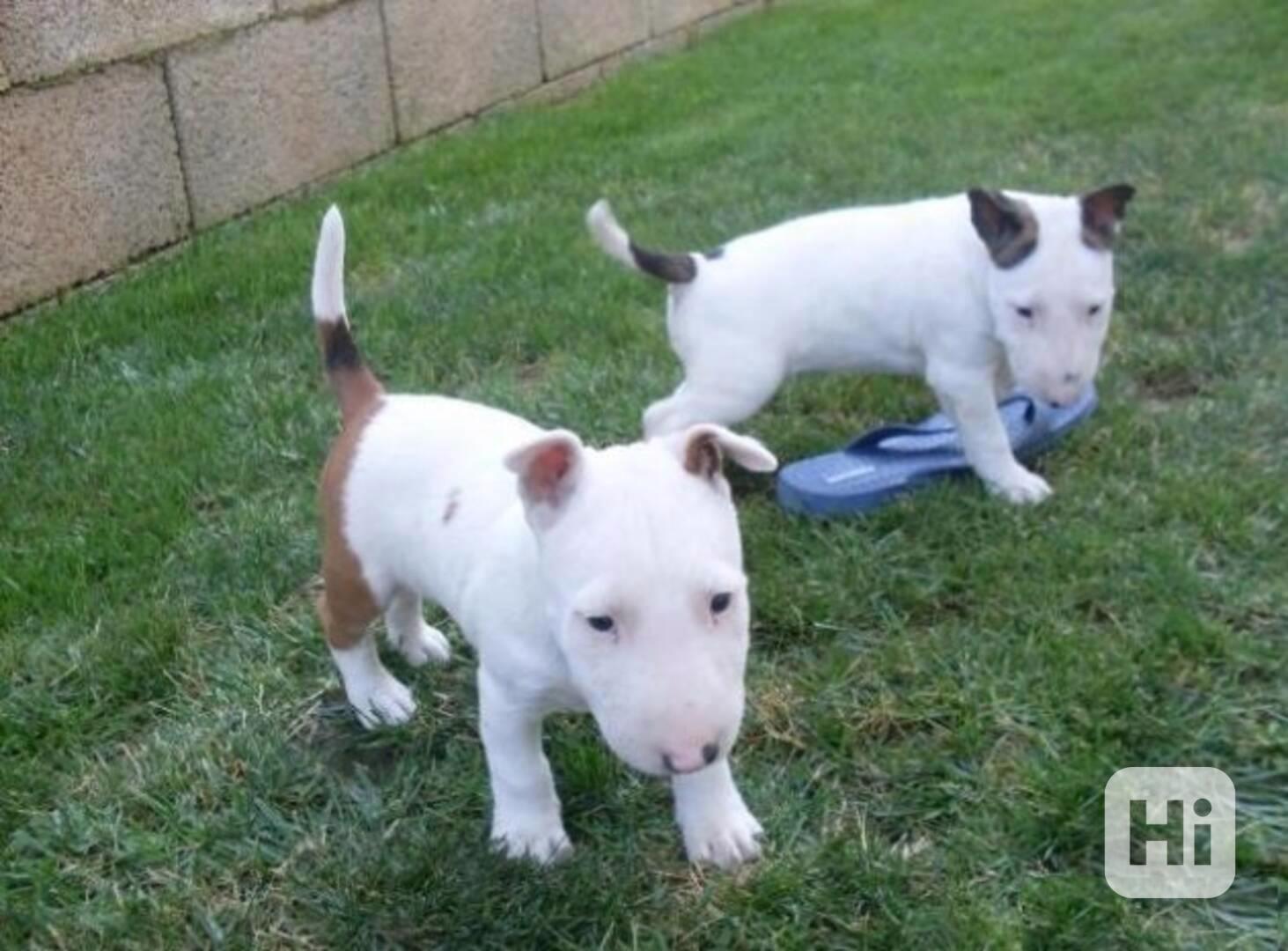 Mini Bulteriéra Štěňata  - foto 1