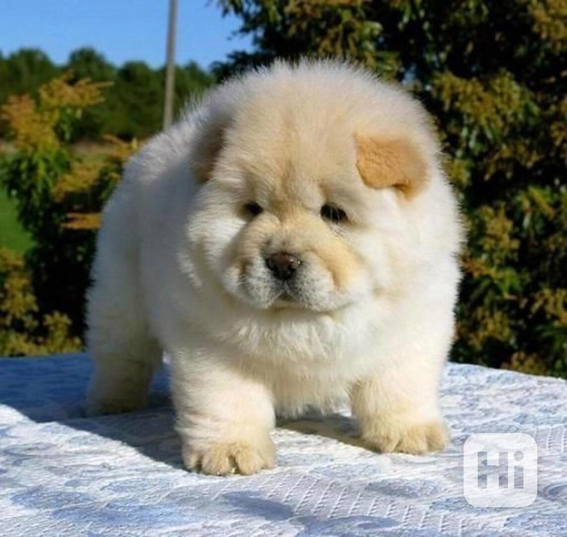  štěňátka čau čau  - foto 1