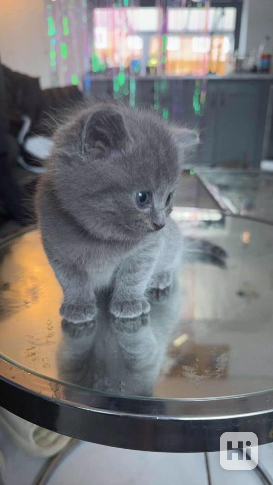 Britská modrá koťátka s pp - foto 1