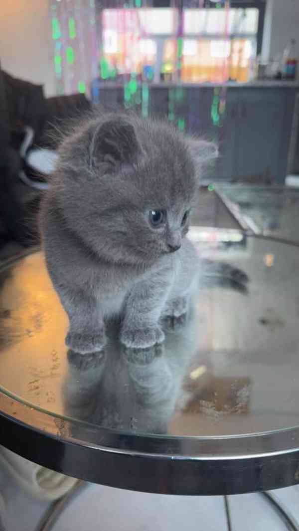 Britská modrá koťátka s pp - foto 1