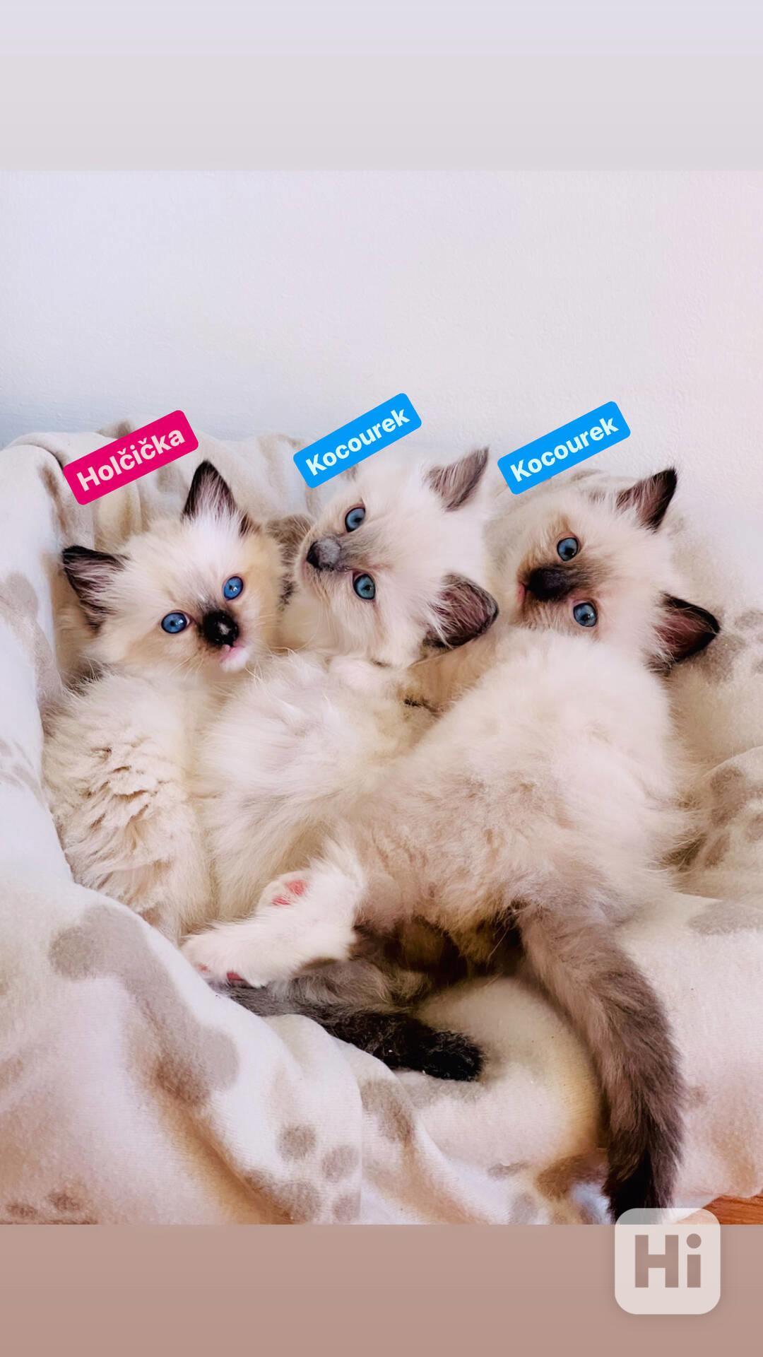 Ragdoll koťátka🐾 - foto 1