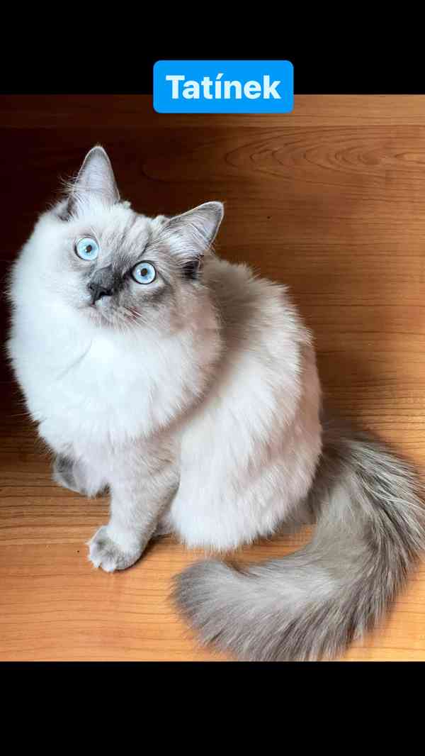 Ragdoll koťátka🐾 - foto 10