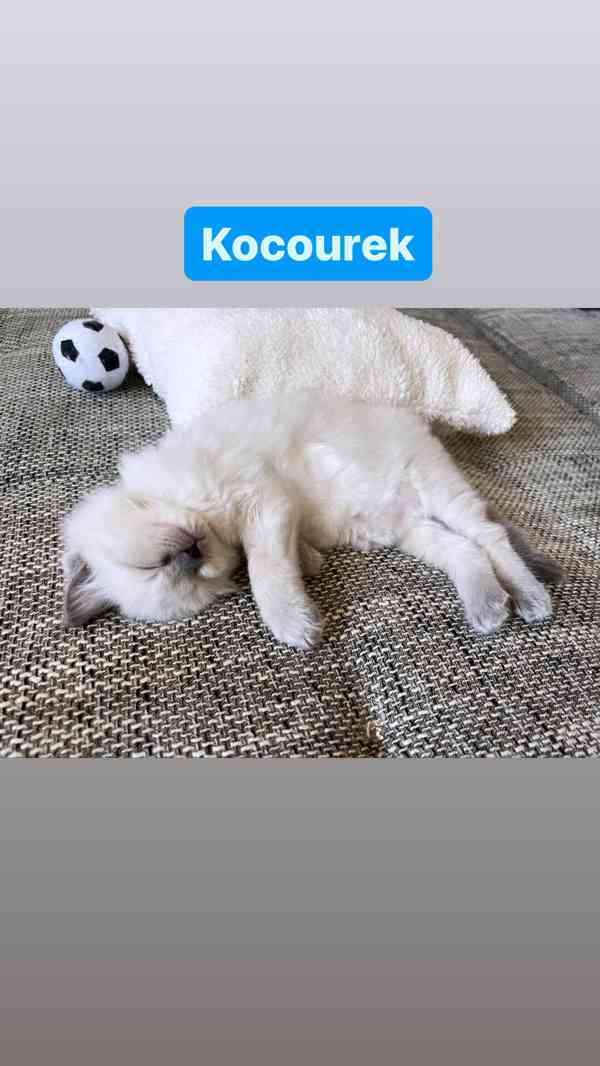 Ragdoll koťátka🐾 - foto 8