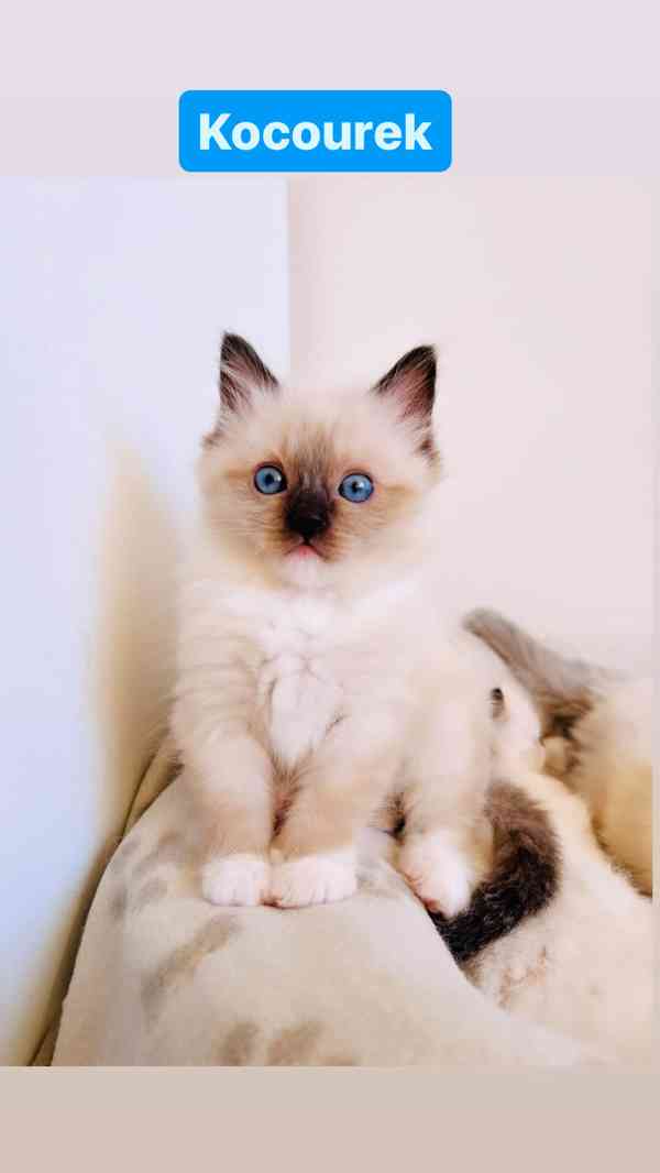 Ragdoll koťátka🐾 - foto 4