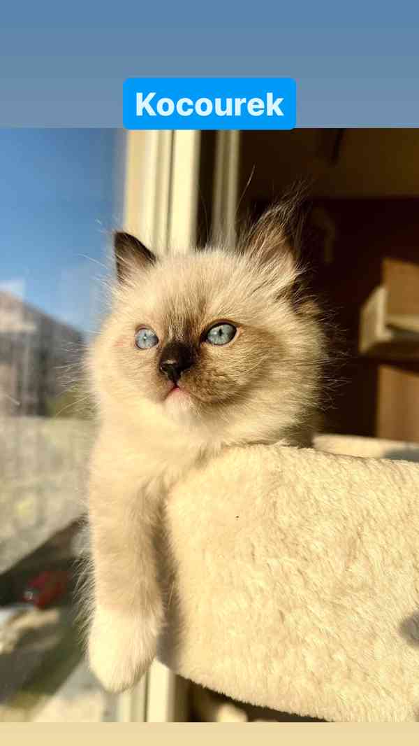 Ragdoll koťátka🐾 - foto 3