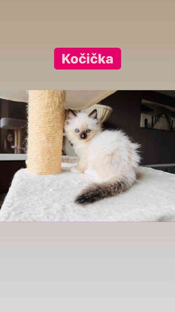 Ragdoll koťátka🐾 - foto 12