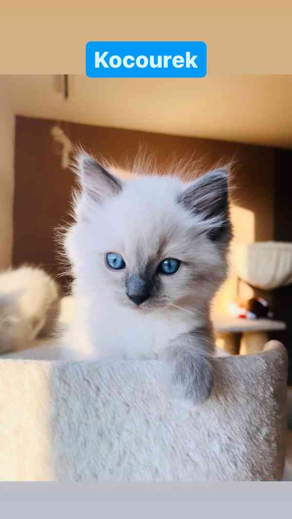 Ragdoll koťátka🐾 - foto 7