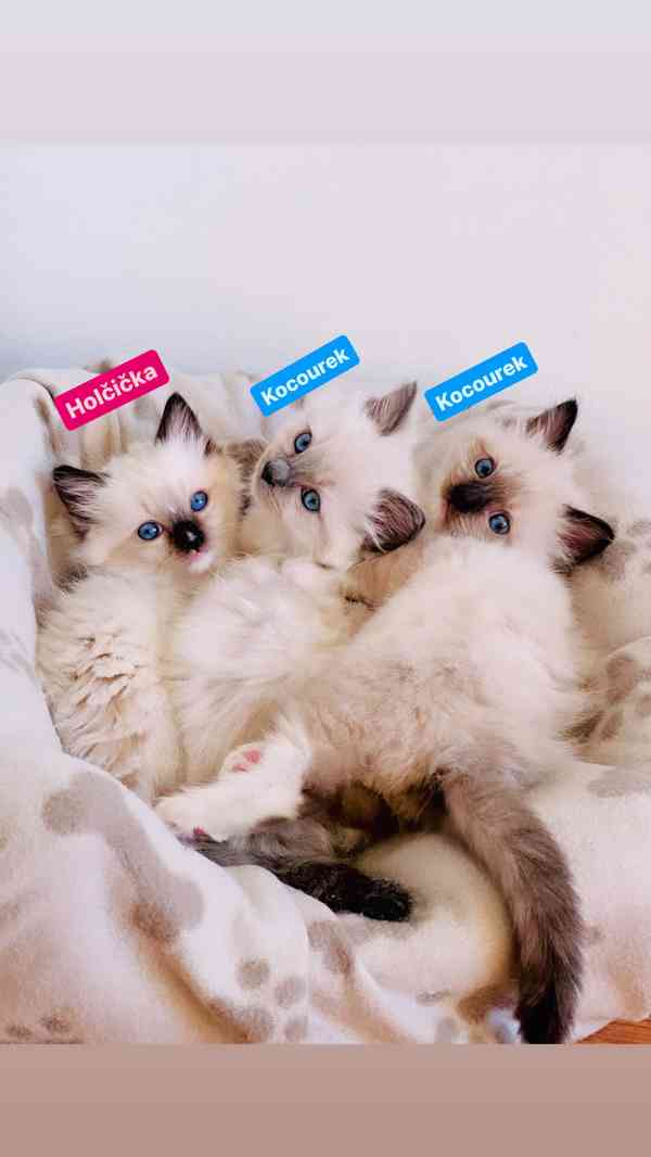 Ragdoll koťátka🐾 - foto 1