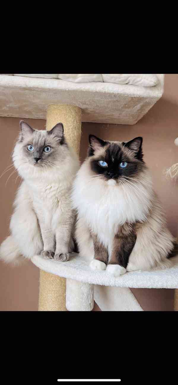 Ragdoll koťátka🐾 - foto 11