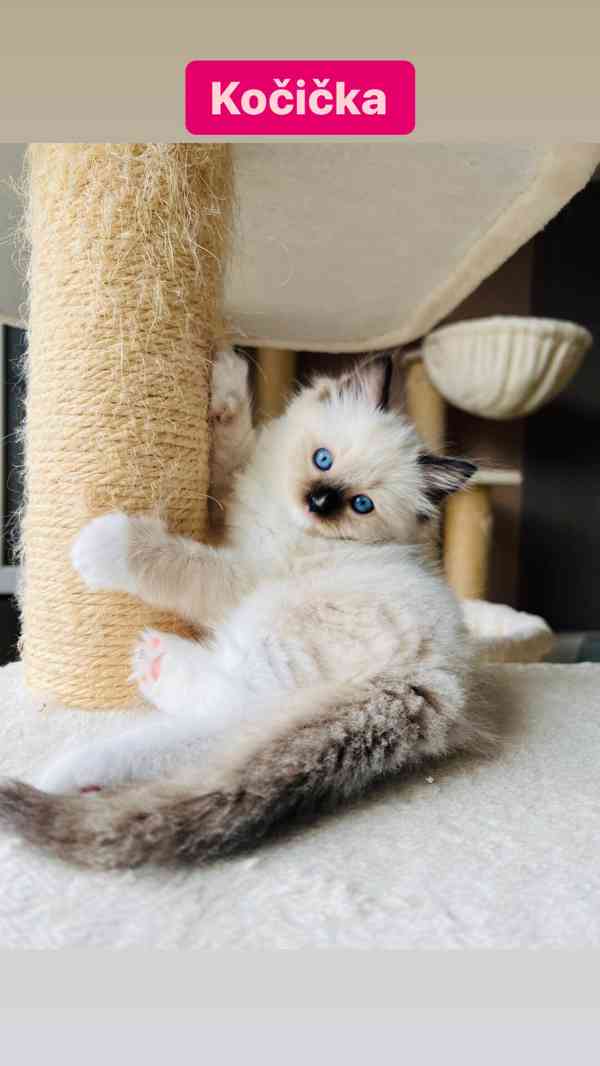 Ragdoll koťátka🐾 - foto 2