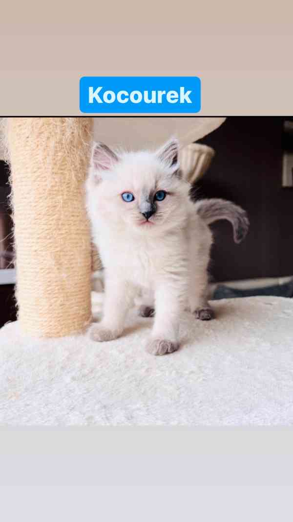 Ragdoll koťátka🐾 - foto 6