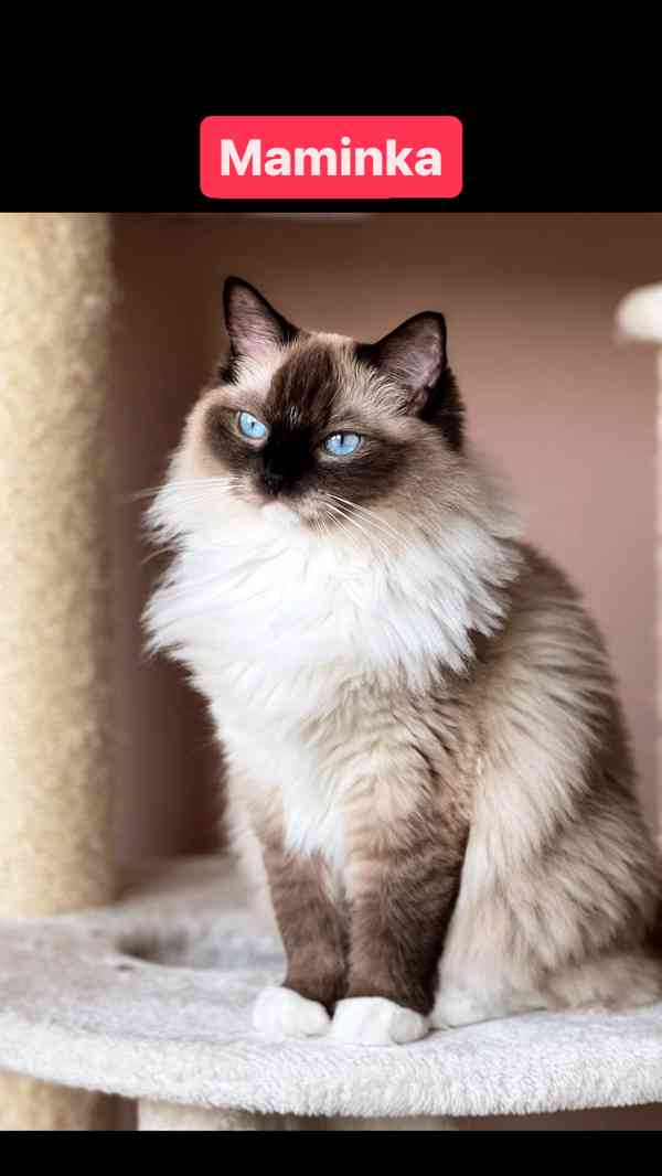 Ragdoll koťátka🐾 - foto 9