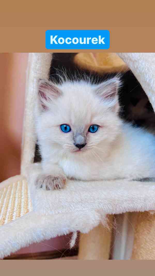 Ragdoll koťátka🐾 - foto 5