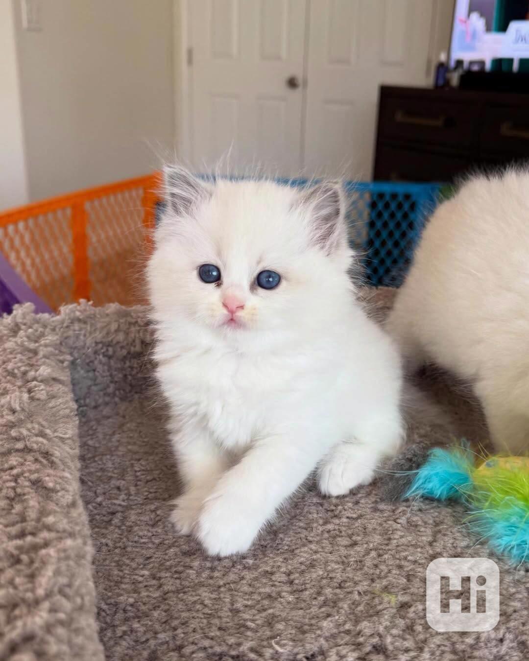 Nádherná koťátka plemene Ragdoll hledají trvalé rodiny - foto 1