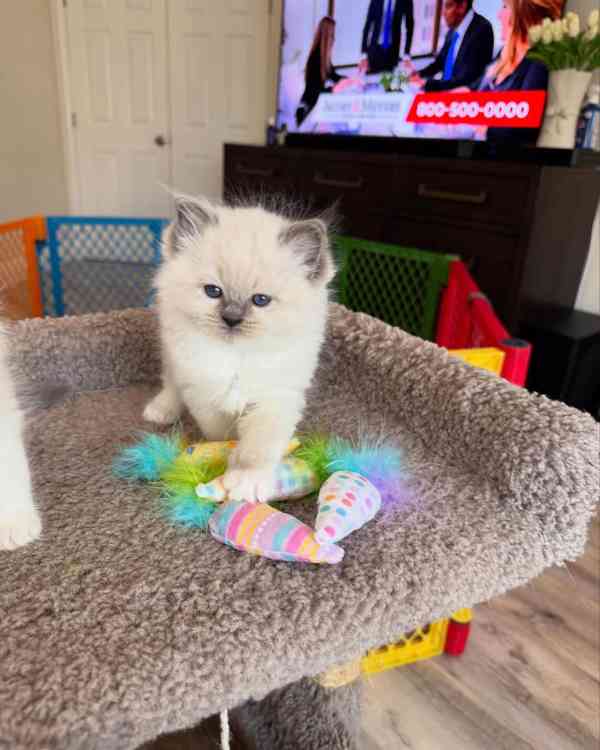 Nádherná koťátka plemene Ragdoll hledají trvalé rodiny - foto 2