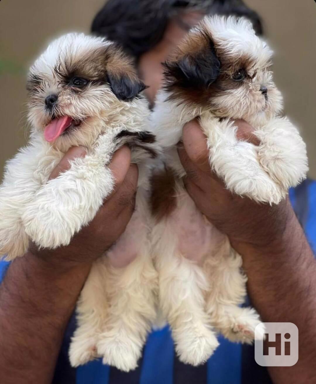 petVýjimečná štěňata Shih Tzu – - foto 1