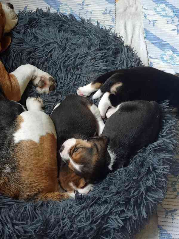 Beagle (bígl) štěně