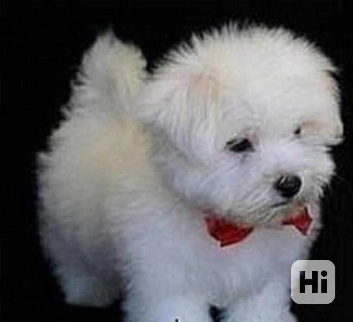 Maltézský psík bez PP - foto 1