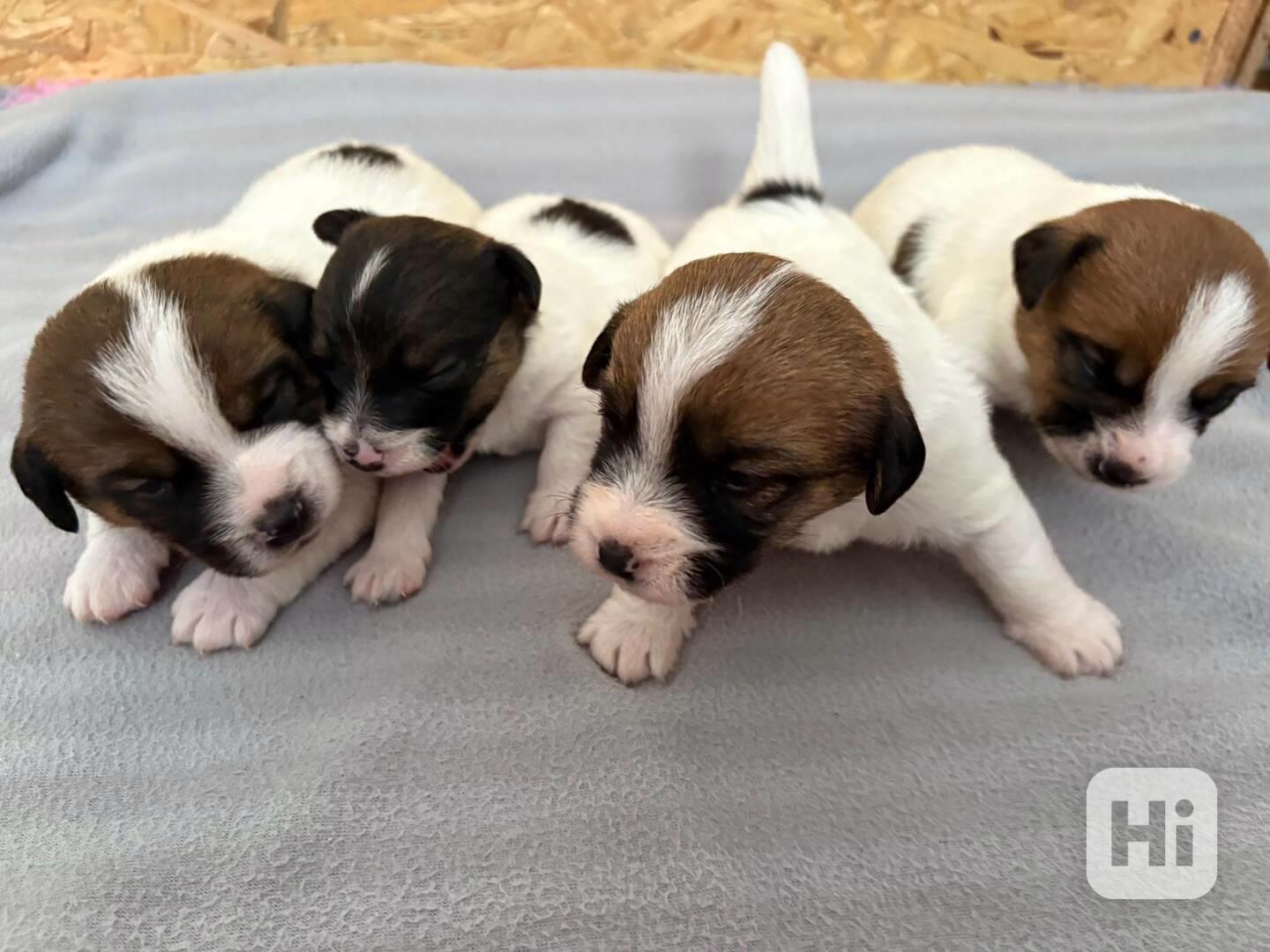 Jack Russell terier - štěně s PP - foto 1