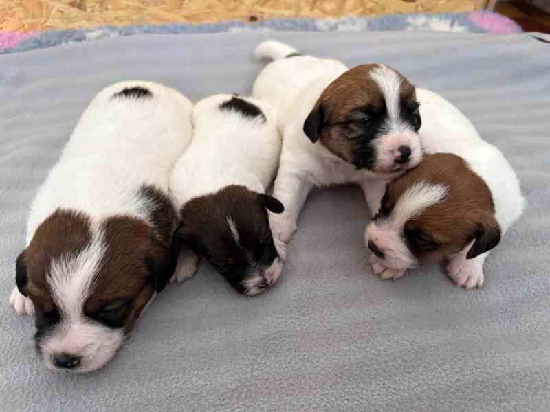 Jack Russell terier - štěně s PP - foto 7