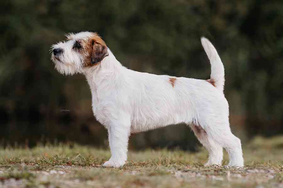 Jack Russell terier - štěně s PP - foto 2