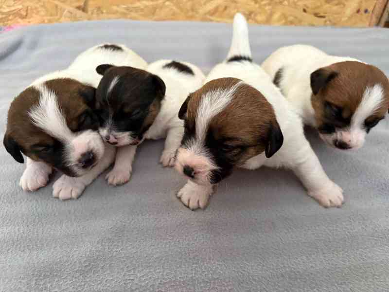 Jack Russell terier - štěně s PP - foto 1